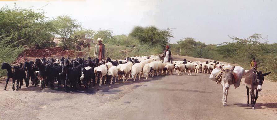 117-Sheep-&-goat-herd-1